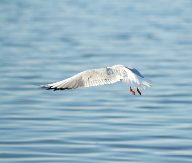 Martı kuşu uçuyor.