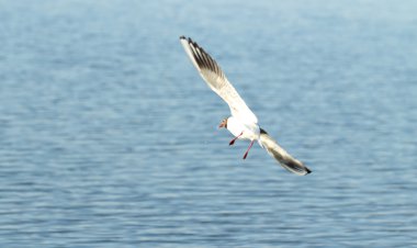 Martı kuşu uçuyor.