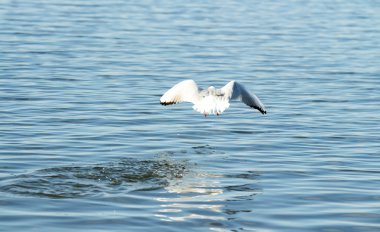 Martı kuşu uçuyor.