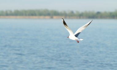 Martı kuşu uçuyor.