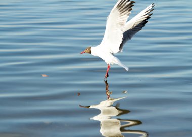 Martı kuşu uçuyor.