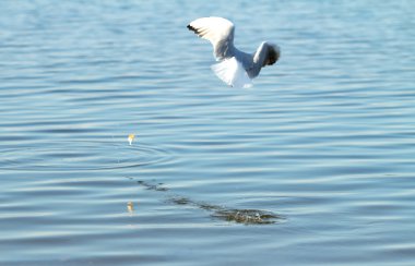 Martı kuşu uçuyor.