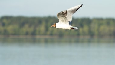 Martı kuşu uçuyor.