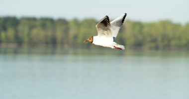 Martı kuşu uçuyor.