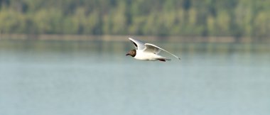 Martı kuşu uçuyor.