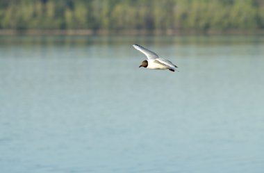 Martı kuşu uçuyor.