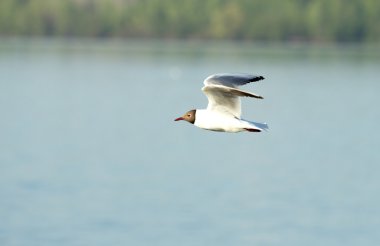 Martı kuşu uçuyor.
