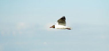 Martı kuşu uçuyor.