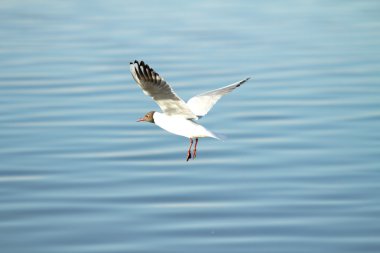 Martı kuşu uçuyor.