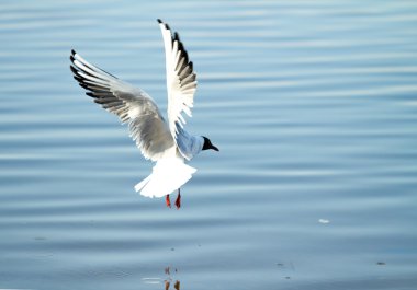Martı kuşu uçuyor.