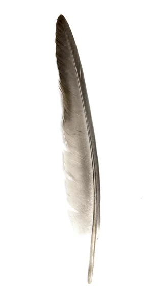 Egy fehér hátterű madár tolla — Stock Fotó