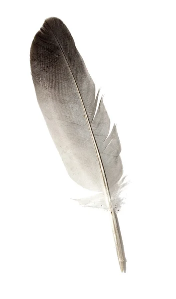 Pluma de un pájaro sobre un fondo blanco — Foto de Stock