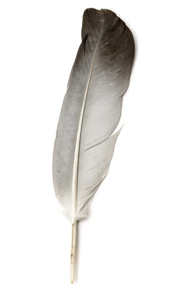 Feather of a bird on a white background — Stock Photo, Image