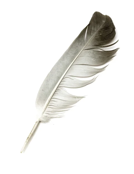 Egy fehér hátterű madár tolla — Stock Fotó