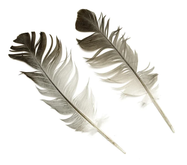 Feather of a bird on a white background — Stock Photo, Image