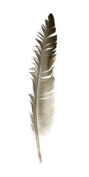 Pena de um pássaro em um fundo branco — Fotografia de Stock
