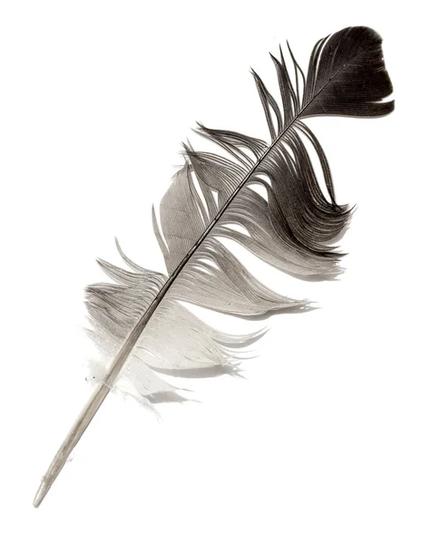 하얀 배경에 있는 새의 깃털 — 스톡 사진