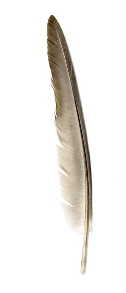 Feder eines Vogels auf weißem Hintergrund — Stockfoto