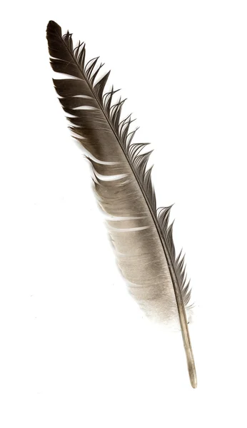 Feder eines Vogels auf weißem Hintergrund — Stockfoto