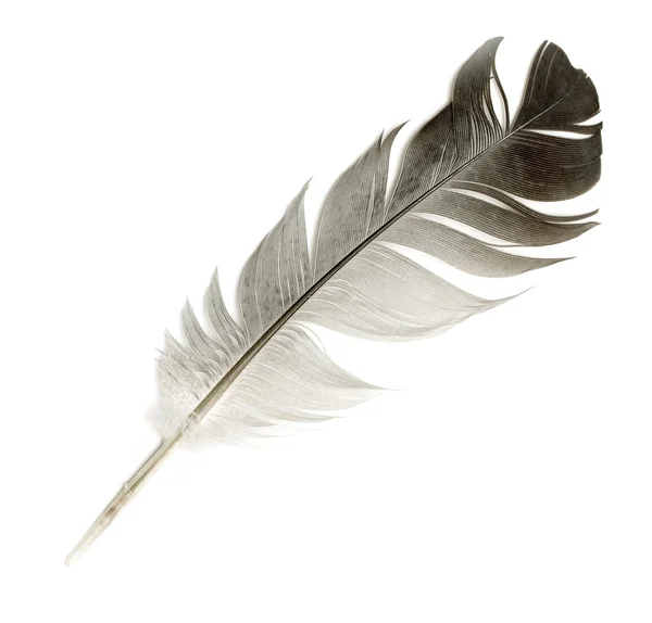 Φτερό ενός πουλιού σε λευκό φόντο — Φωτογραφία Αρχείου