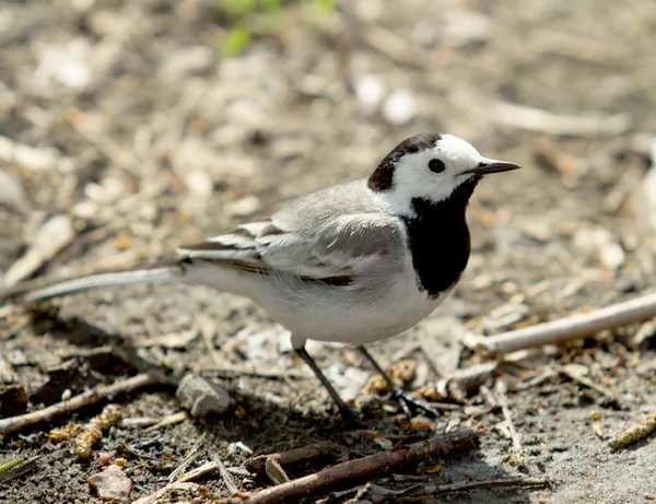 Ασιατικές πουλί flycatcher στη φύση — Φωτογραφία Αρχείου