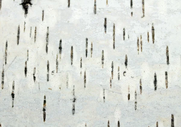 Birch tree bark closeup — Stock Photo, Image