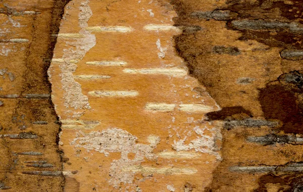 Birch tree schors close-up — Stockfoto