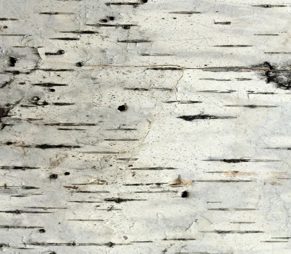 Birch tree bark closeup — Stock Photo, Image