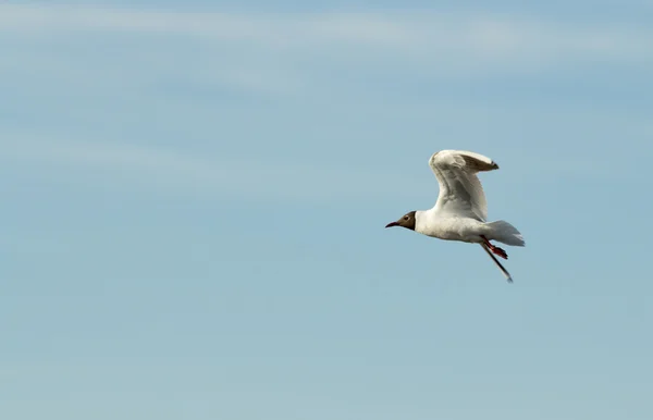 Gabbiano in volo — Foto Stock