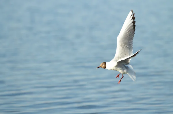 Seagull bird in flight — Stock Photo, Image