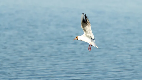 Pasăre de pescăruș în zbor — Fotografie, imagine de stoc