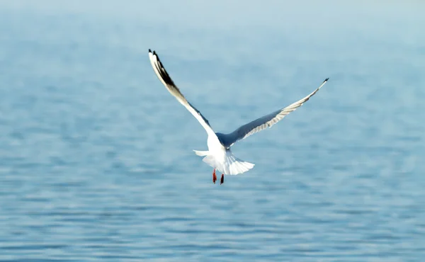 Pássaro gaivota em voo — Fotografia de Stock