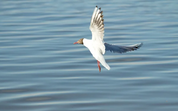 Seagull bird in flight — Stock Photo, Image