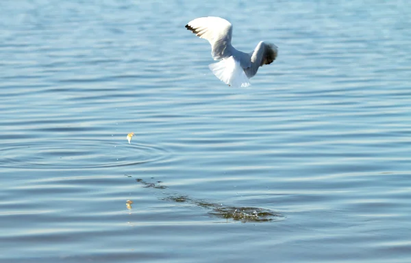 Seagull bird in flight — Stock Photo, Image