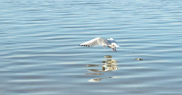 날아가는 갈매기 — 스톡 사진