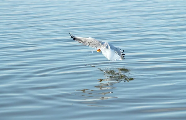 Pássaro gaivota em voo — Fotografia de Stock