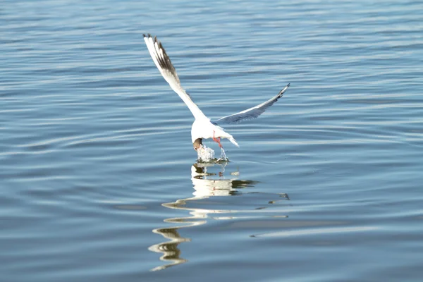 Ave gaviota en vuelo —  Fotos de Stock