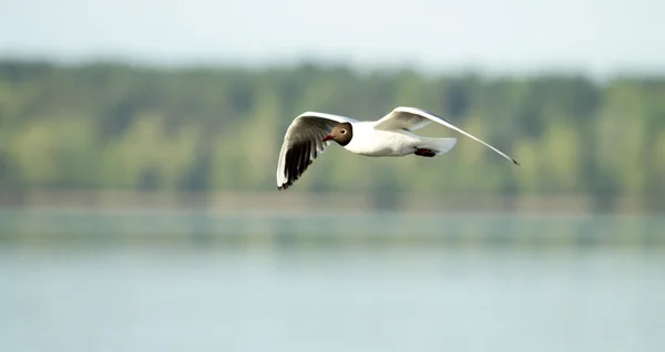 Seagull bird in flight — Stock Photo, Image