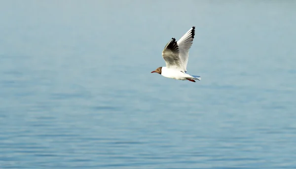 Seagull bird in flight — Stock Photo, Image
