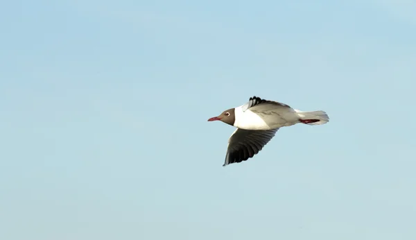 Ave gaviota en vuelo —  Fotos de Stock