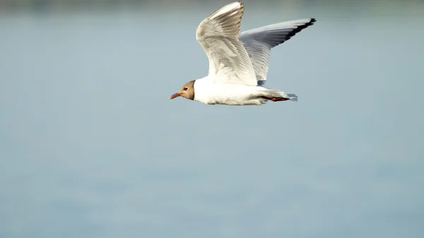 Ave gaviota en vuelo — Foto de Stock