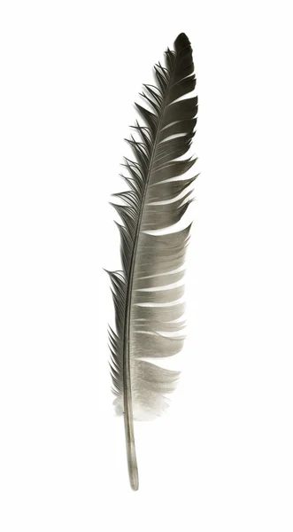 白色背景上的鸟的羽毛 — 图库照片