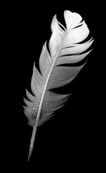 Pluma de paloma sobre el fondo negro — Foto de Stock