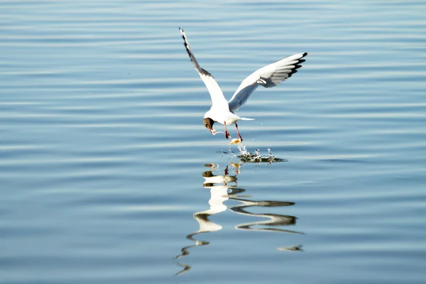 Måsfågel under flygning — Stockfoto