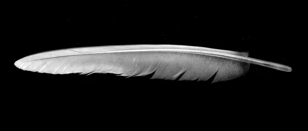 검은 배경에 비둘기 깃털 — 스톡 사진