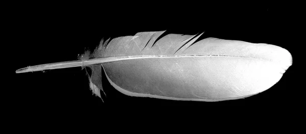 Pigeon feather on the black background — Stock Photo, Image