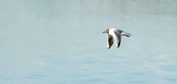 Racek pták v letu — Stock fotografie