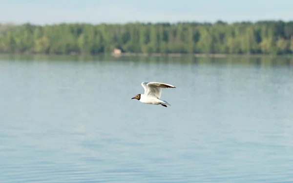 Pássaro gaivota em voo — Fotografia de Stock