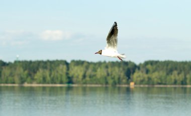 Martı kuşu uçuyor.