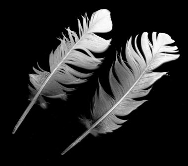 Güvercin tüyü siyah arka plan üzerine